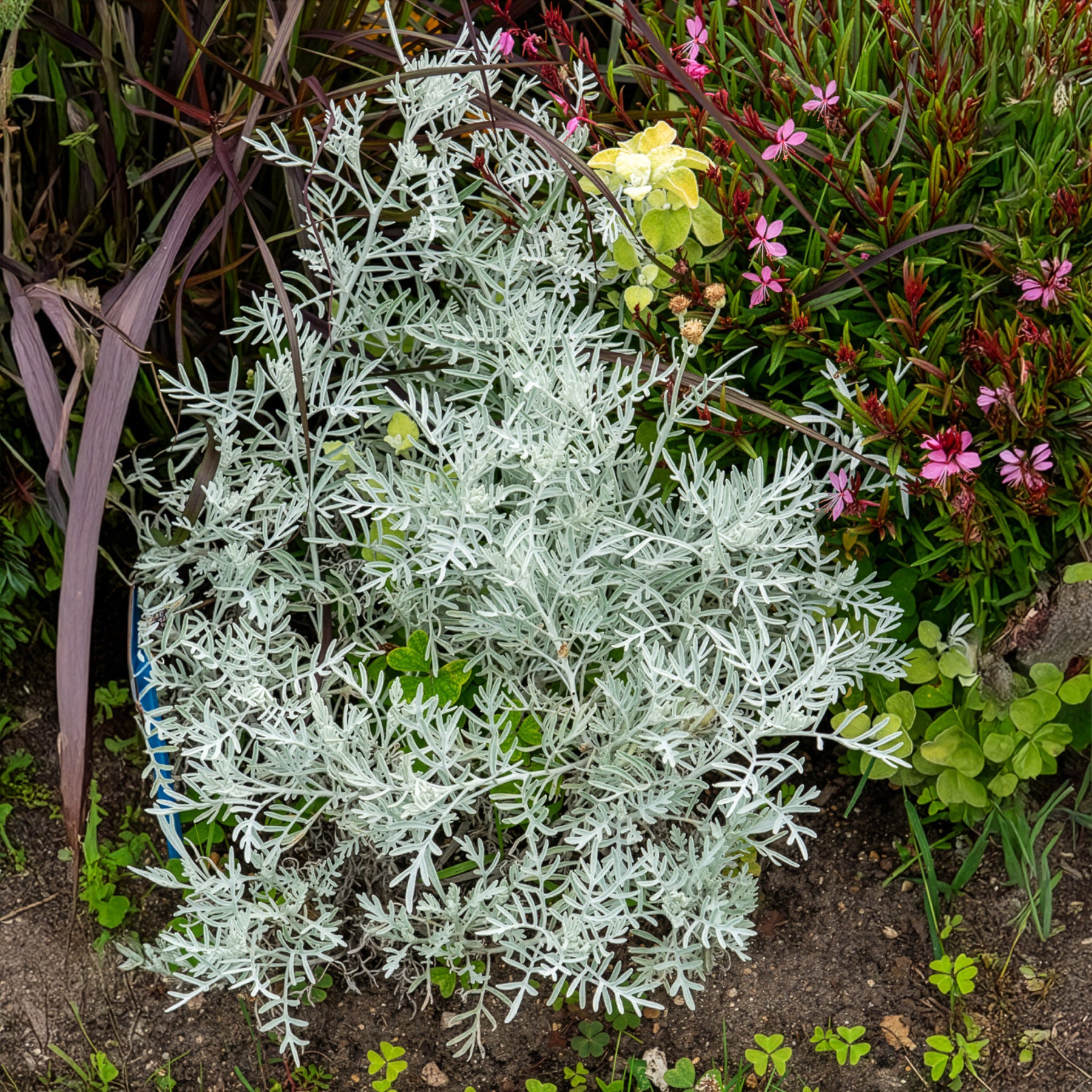 Senecio viravira - Seneçon argenté - Arbustes à feuillage persistant
