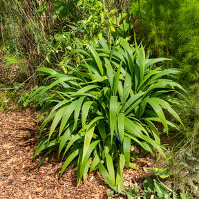 Graminées - Herbe palmier - Setaria palmifolia