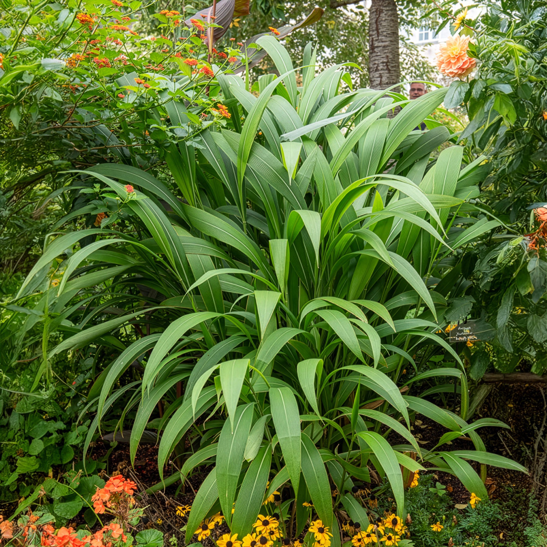 Vente Herbe palmier - Setaria palmifolia