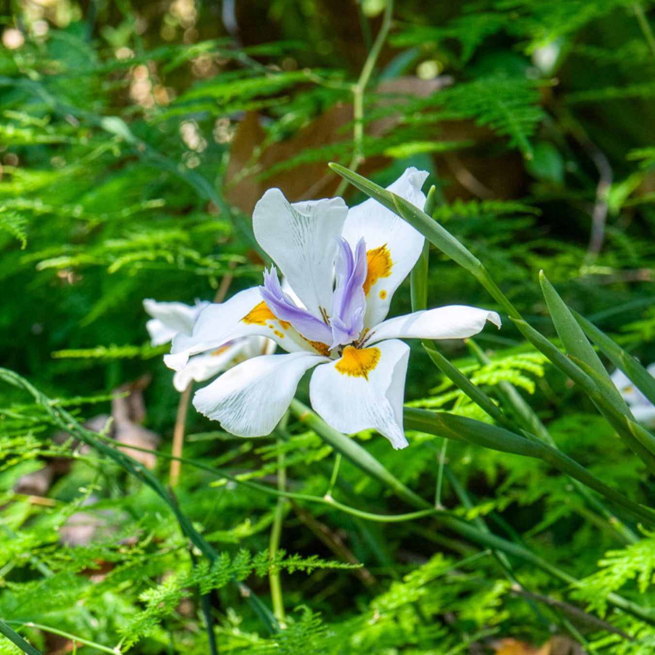 Dietes à grandes fleurs - Dietes grandiflora - Willemse