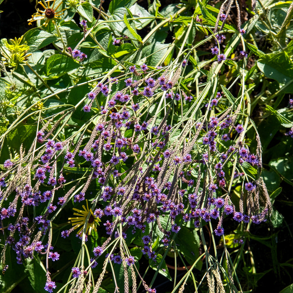 Verveine Lavender Spires - Willemse