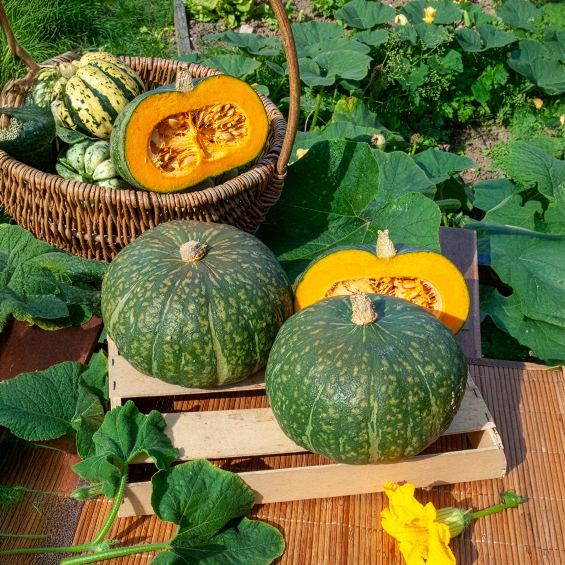 Courge Delicata - Cucurbita delicata Delica  Moretti - Willemse