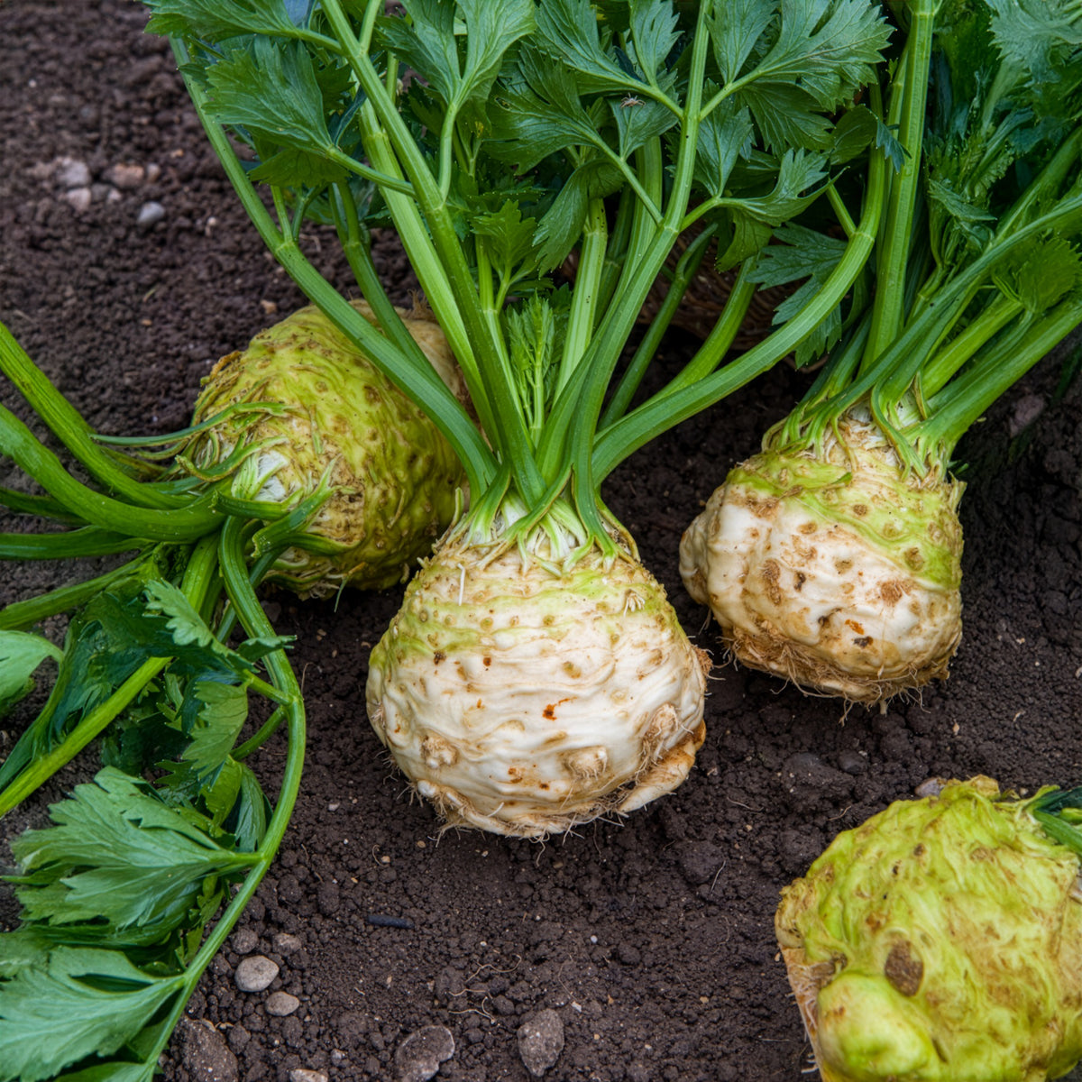 Céleri-rave Monarch - Apium graveolens rapaceum Monarch - Willemse