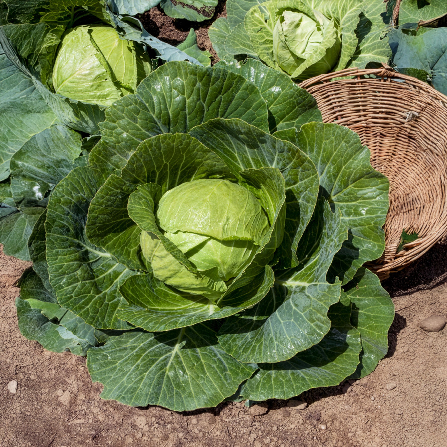 Chou cabus Tête de Pierre F1 - Brassica oleracea capitata Tête de Pierre F1 - Willemse