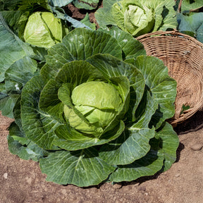 Chou cabus Tête de Pierre F1 - Brassica oleracea capitata Tête de Pierre F1 - Willemse