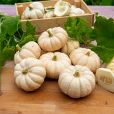 Courge Baby Boo - Willemse