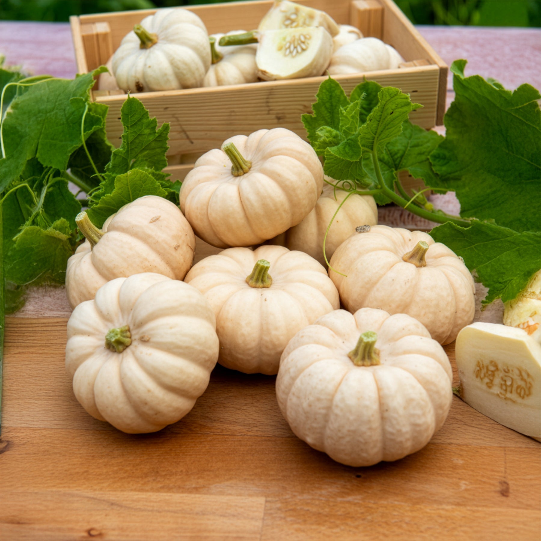 Courge Baby Boo - Willemse