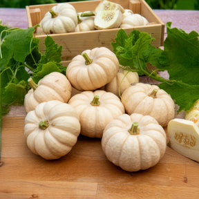 Courge Baby Boo - Willemse