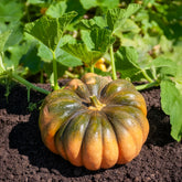 Courge Musquée de Provence - Willemse
