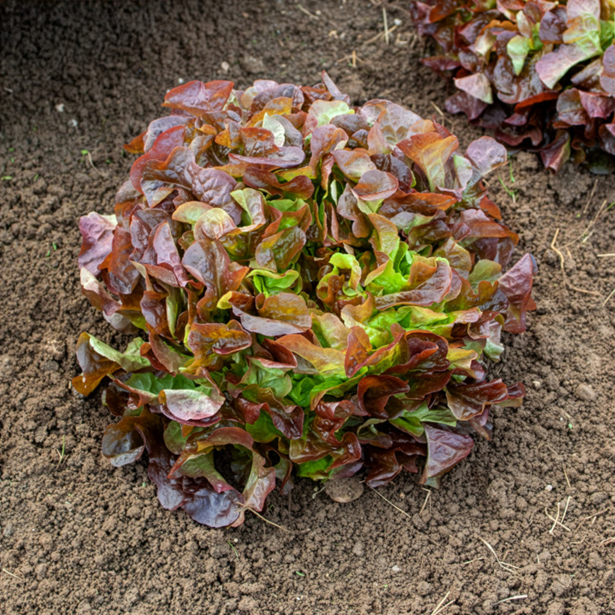 Laitue feuille de chêne rouge Eglantine - Willemse