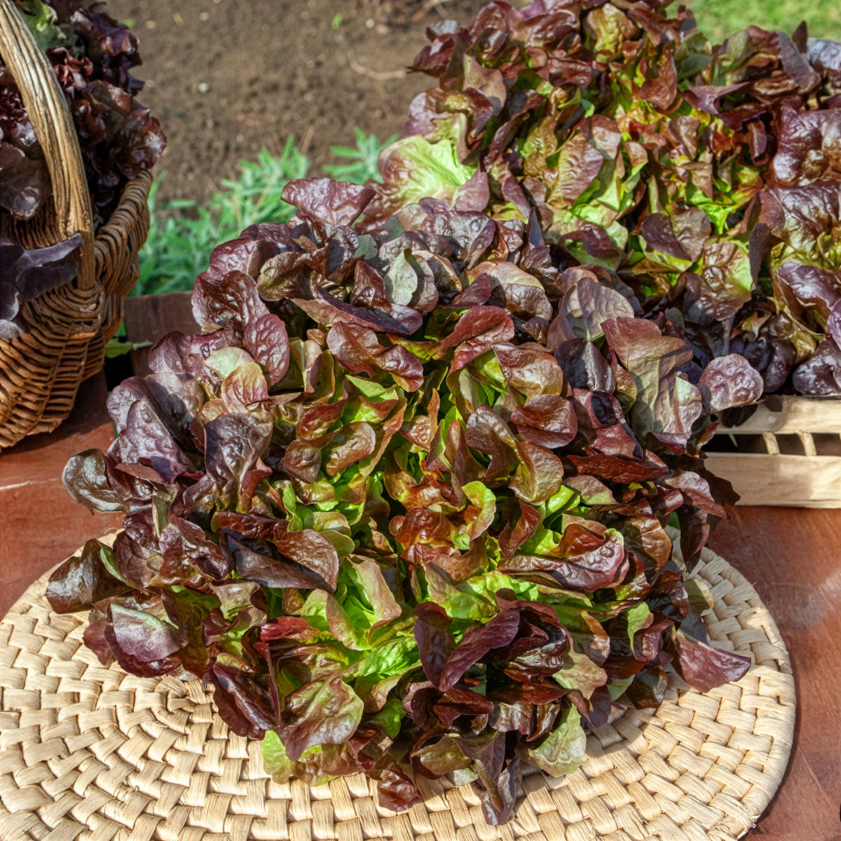 Laitue feuille de chêne rouge Eglantine - Lactuca sativa Eglantine - Willemse