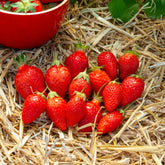 Fraisier Ciflorette - Willemse