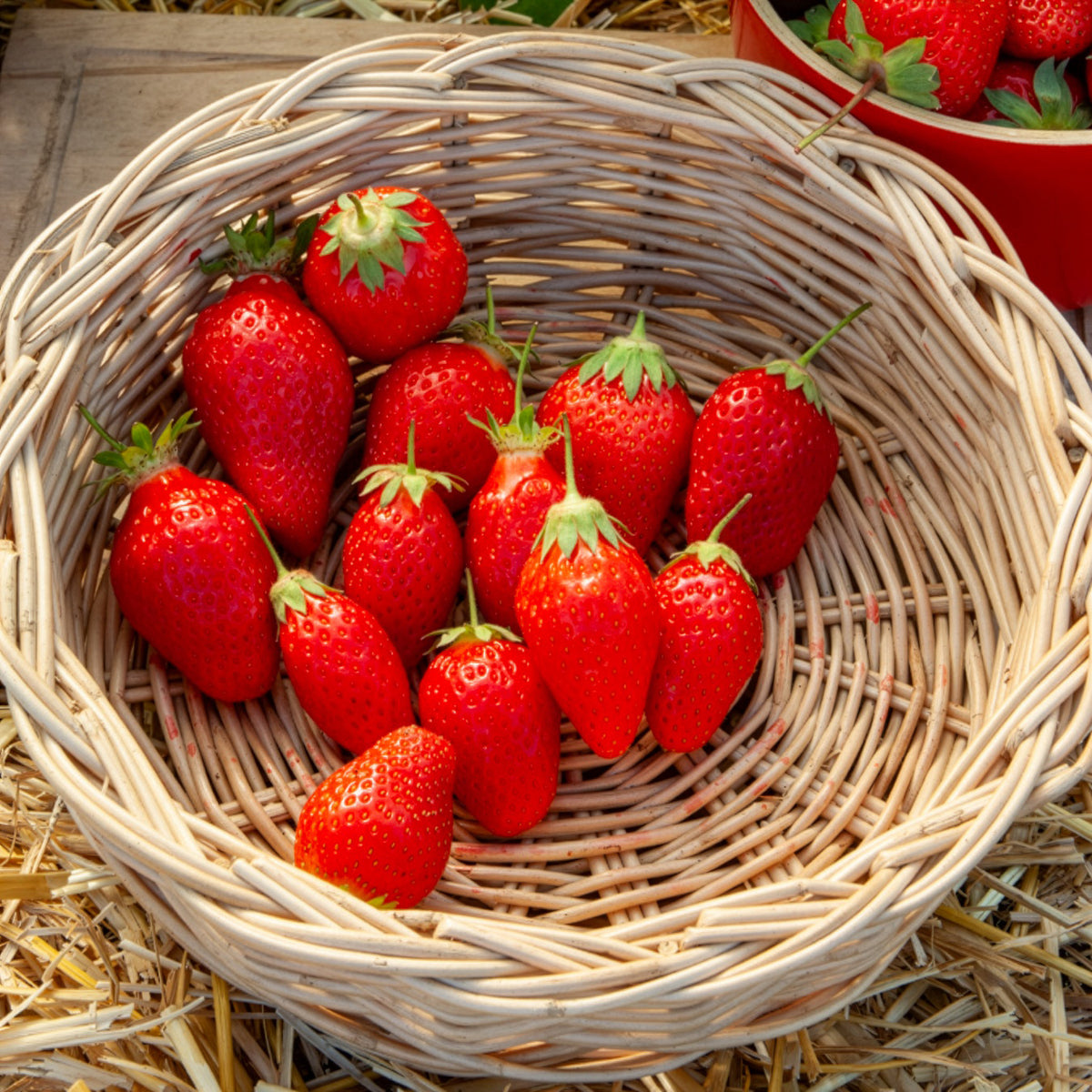 Fraisier remontant Gento - Fragaria × ananassa Gento Nova - Willemse