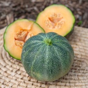 Cucumis melo Petit Gris de Rennes - Melon Petit Gris de Rennes - Melons