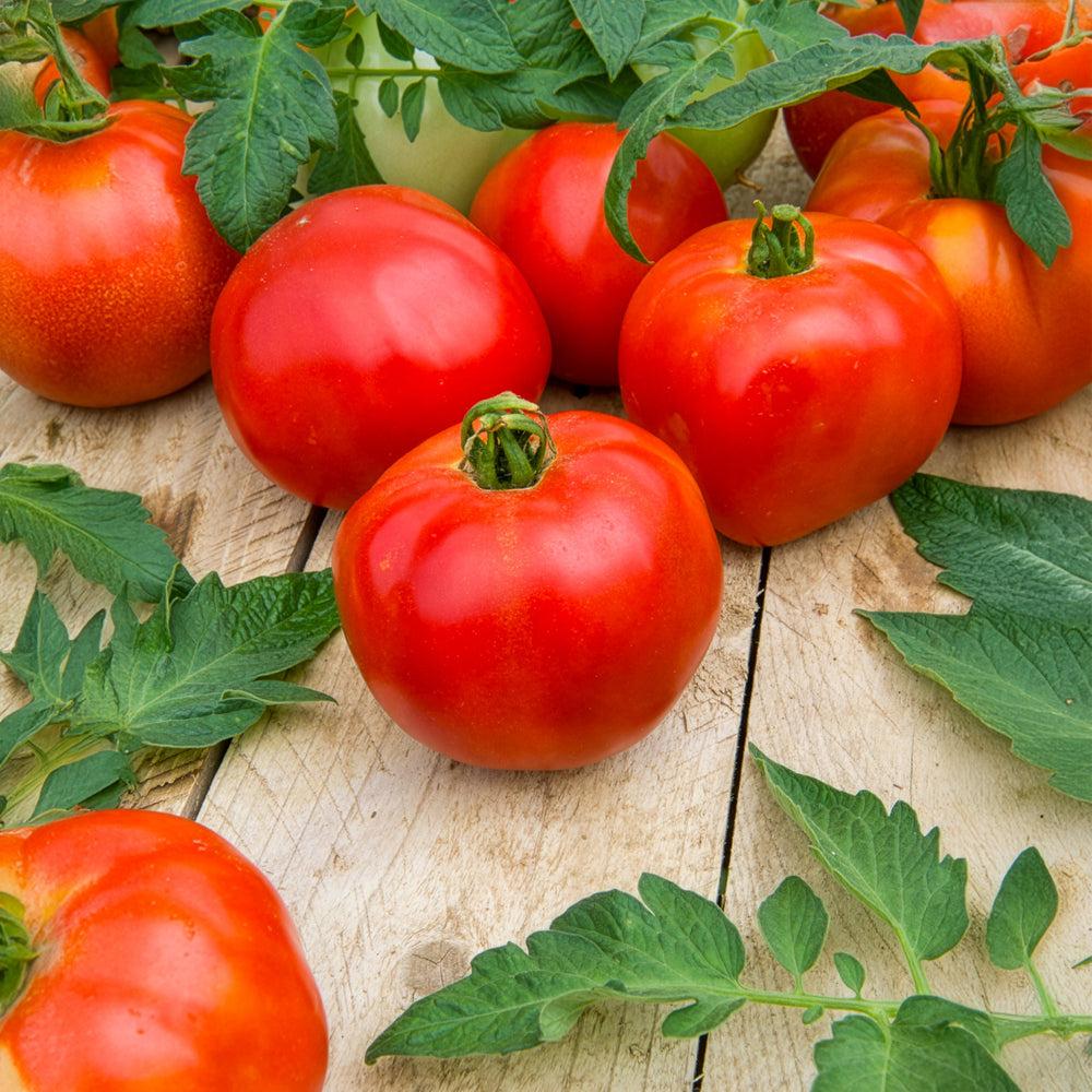 Plants de Tomate Pyros F1, récolte facile Willemse — free download