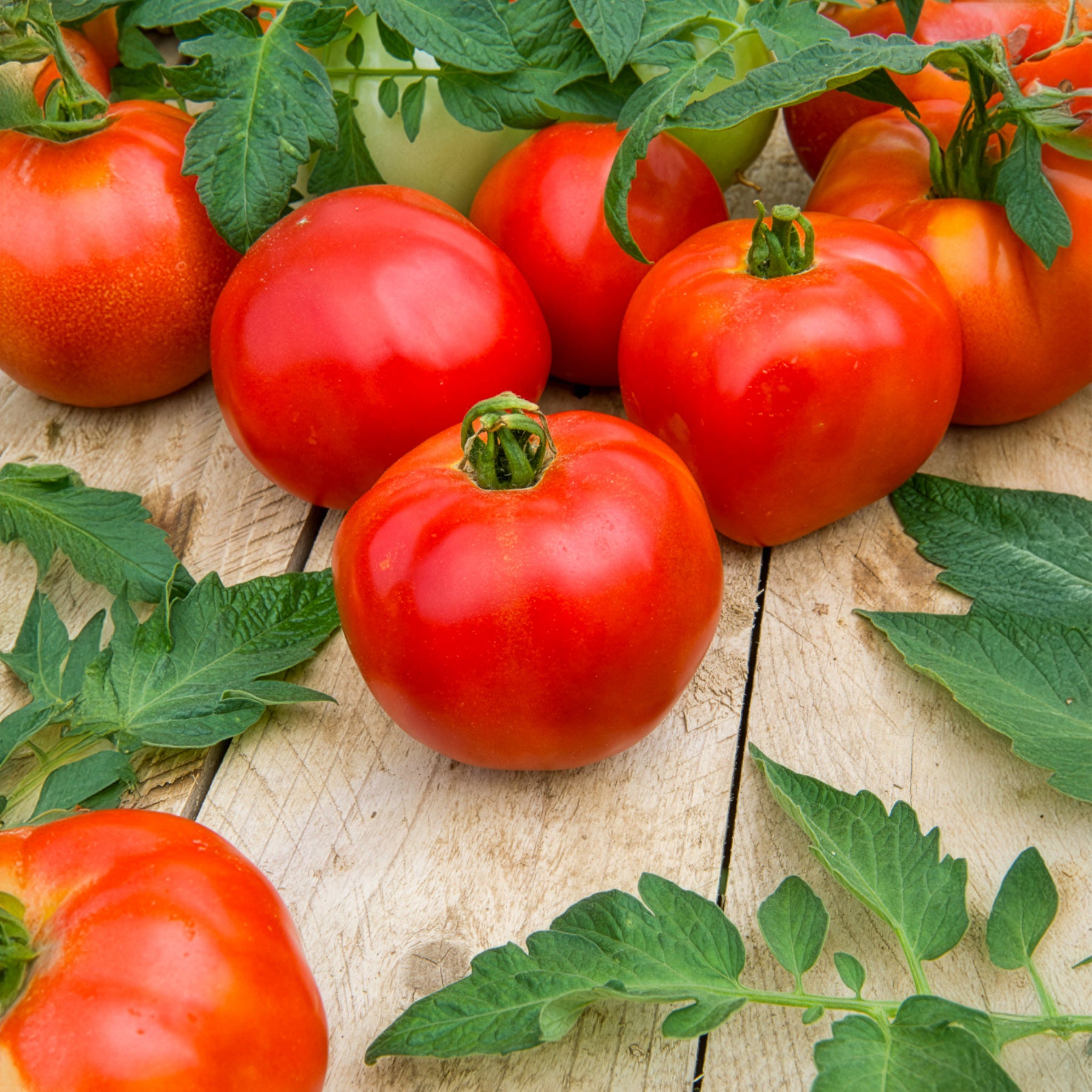 Tomate Pyros F1 - Willemse