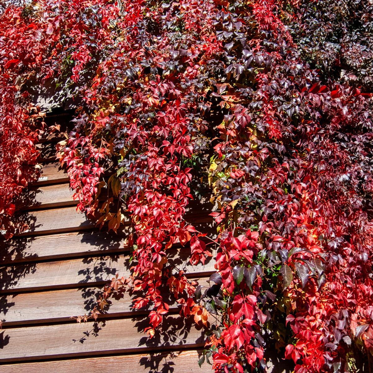 Vigne vierge vraie - Parthenocissus quinquefolia 'Muralis Vigne vierge vraie - Parthenocissus quinquefolia 'Muralis