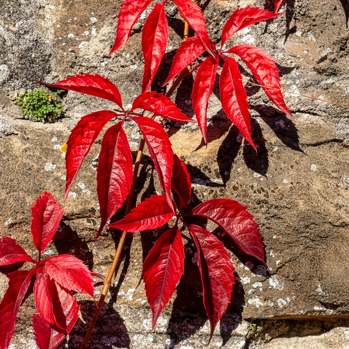 Vigne vierge Red Wall® - Parthenocissus quinquefolia Red Wall® Troki - Willemse