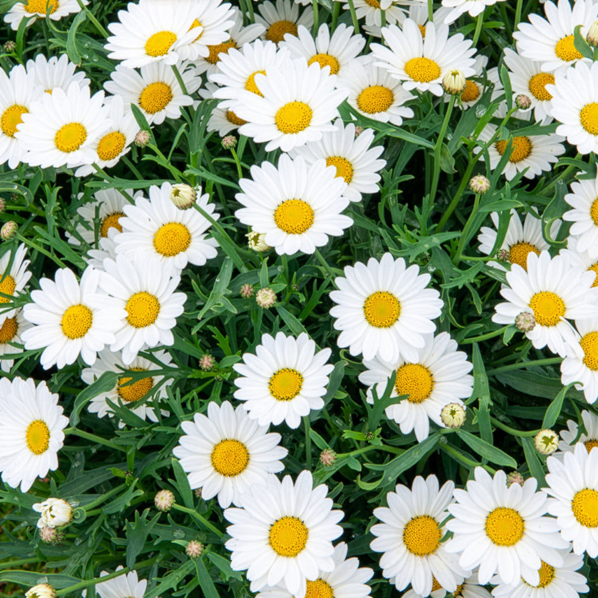 Marguerite des Canaries - Argyranthemum frutescens - Willemse