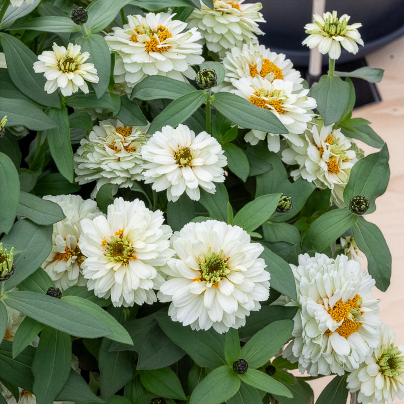 Zinnia elegans white - Zinnia Double Blanc - Balcon et terrasse