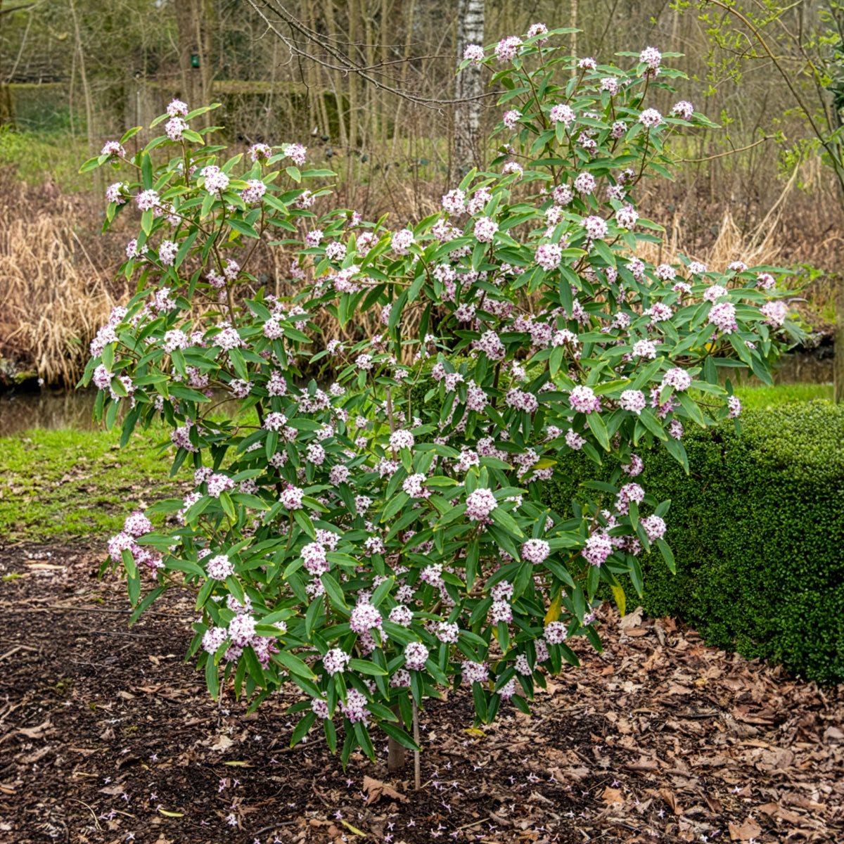 Daphne Perfum Princess White - Willemse