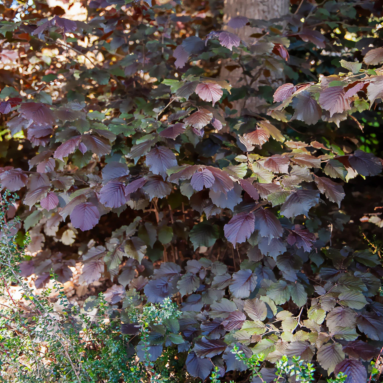 Noisetier - Noisetier pourpre Rote Zellernuss - Corylus maxima Rote Zellernuss