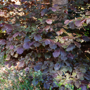 Noisetier - Noisetier pourpre Rote Zellernuss - Corylus maxima Rote Zellernuss