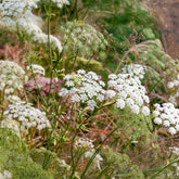 Ammi élevé - Willemse
