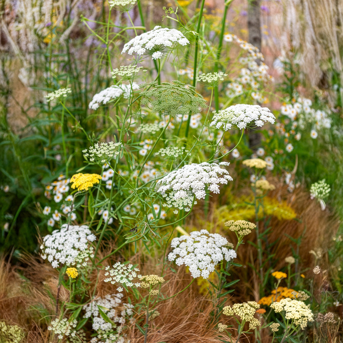 Ammi élevé - Ammi majus - Willemse