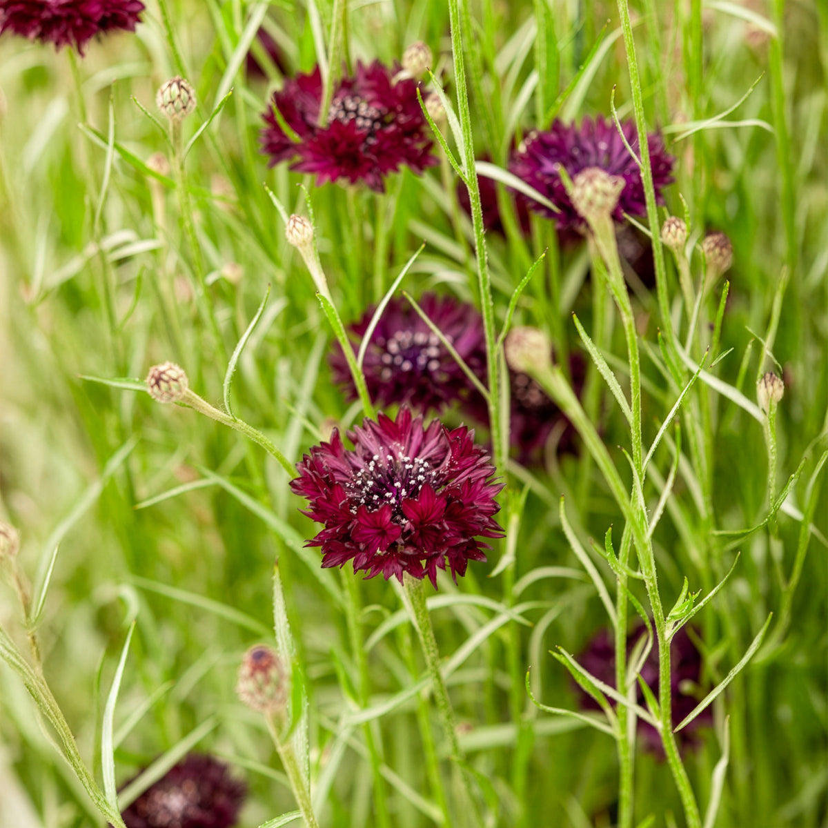 Centaurée Black Ball - Centaurea cyanus Black Ball - Willemse