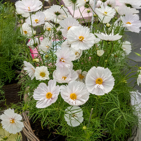 Cosmos bipinnatus Cupcakes White - Cosmos Cupcakes White - Graines de fleurs
