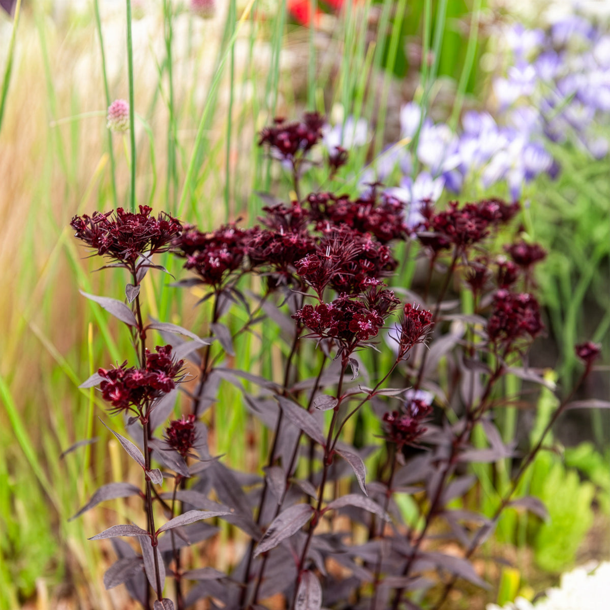 Oeillet de poète Sooty - Dianthus barbatus Sooty - Willemse