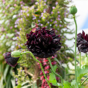 Pavot annuel Black Peony - Willemse