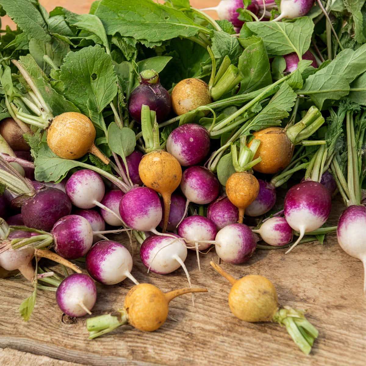 Radis en mélange coloré - Raphanus sativus - Willemse