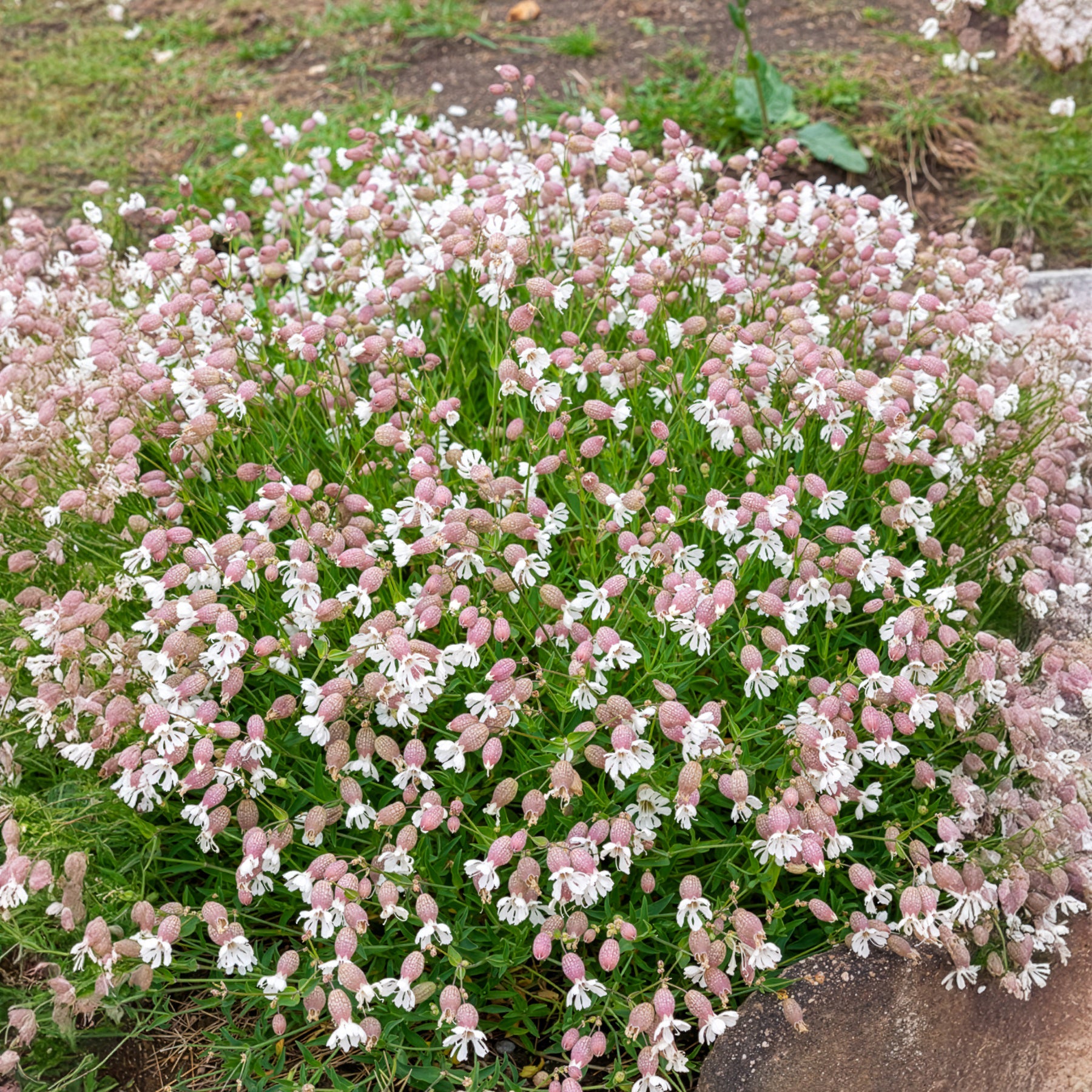 Silene vulgaris - Silene enflé - Graines de fleurs