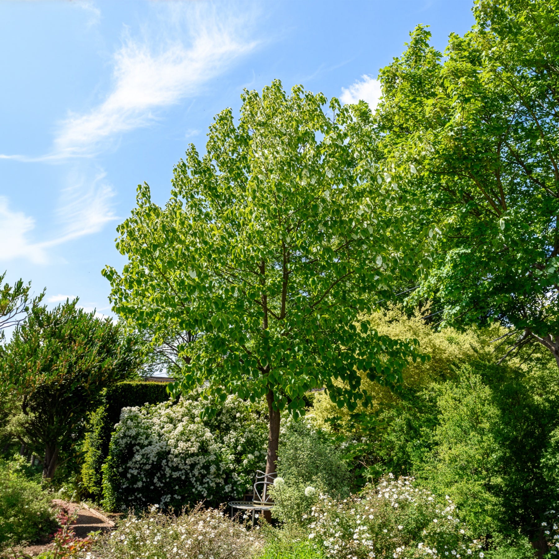 Vente Arbre aux mouchoirs - Davidia involucrata