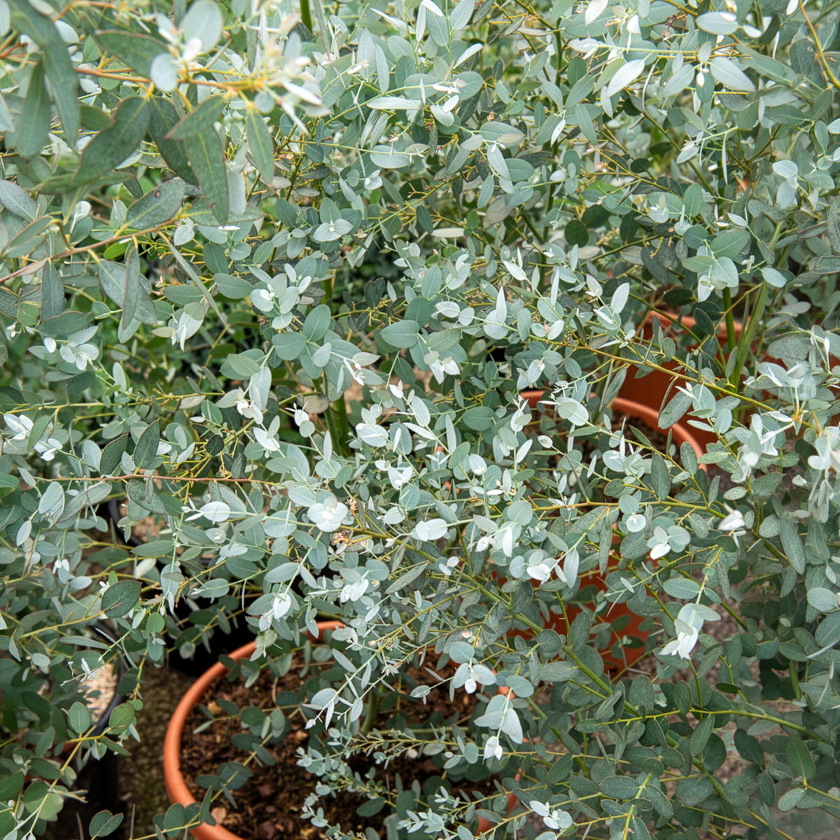 Eucalyptus Silverana - Willemse