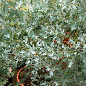Eucalyptus Silverana - Willemse