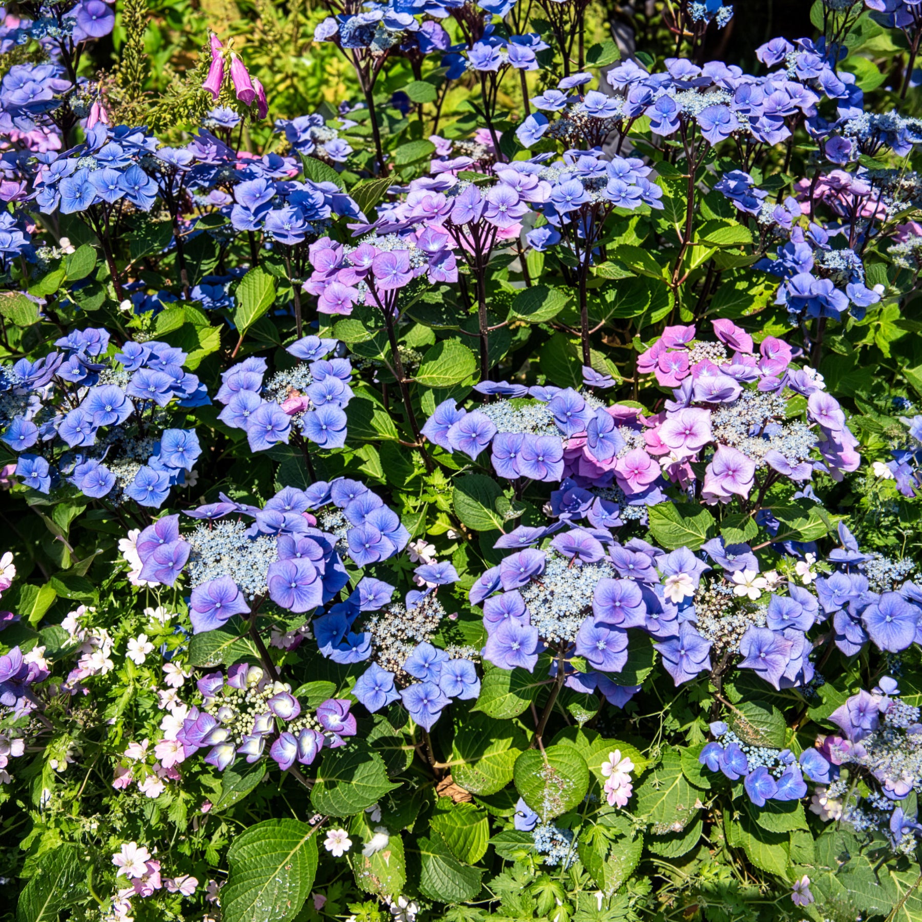Hortensia Zorro Bleu - Willemse