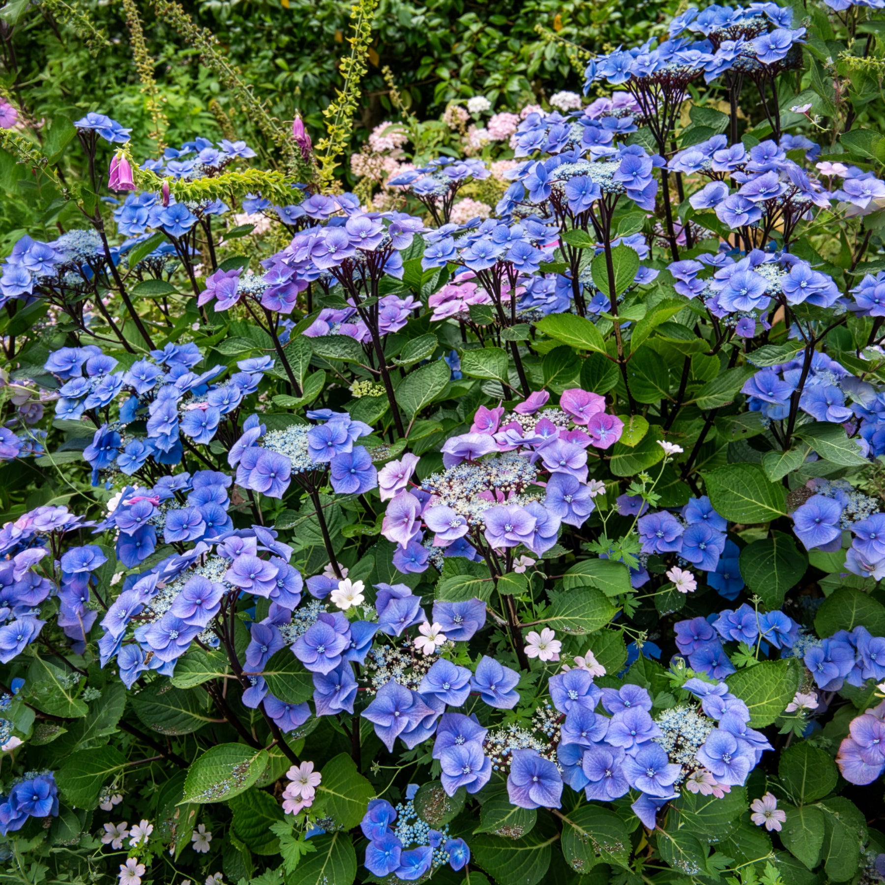 Hortensia Zorro Bleu - Hydrangea Zorro - Willemse