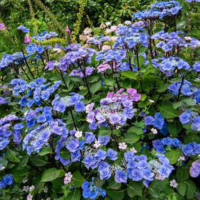 Hortensia Zorro Bleu - Hydrangea Zorro - Willemse