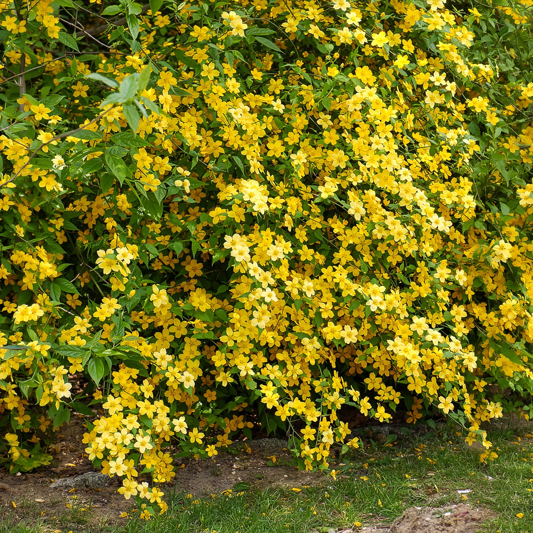 Arbustes à fleurs - Corête du Japon Golden Guinea - Kerria japonica Golden Guinea