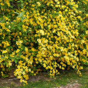Arbustes à fleurs - Corête du Japon Golden Guinea - Kerria japonica Golden Guinea