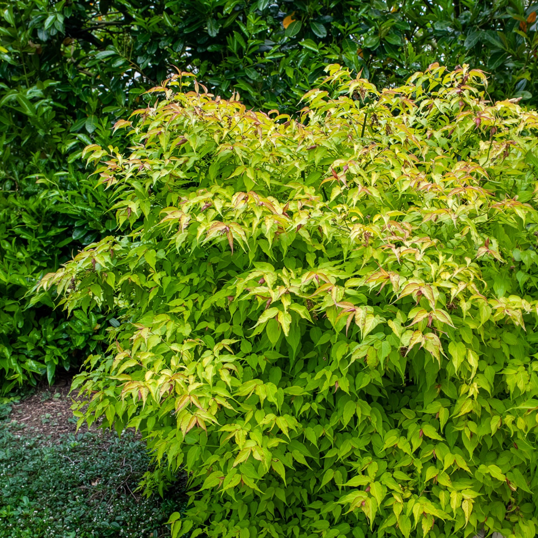 Arbre aux faisans Golden Lanterns - Willemse