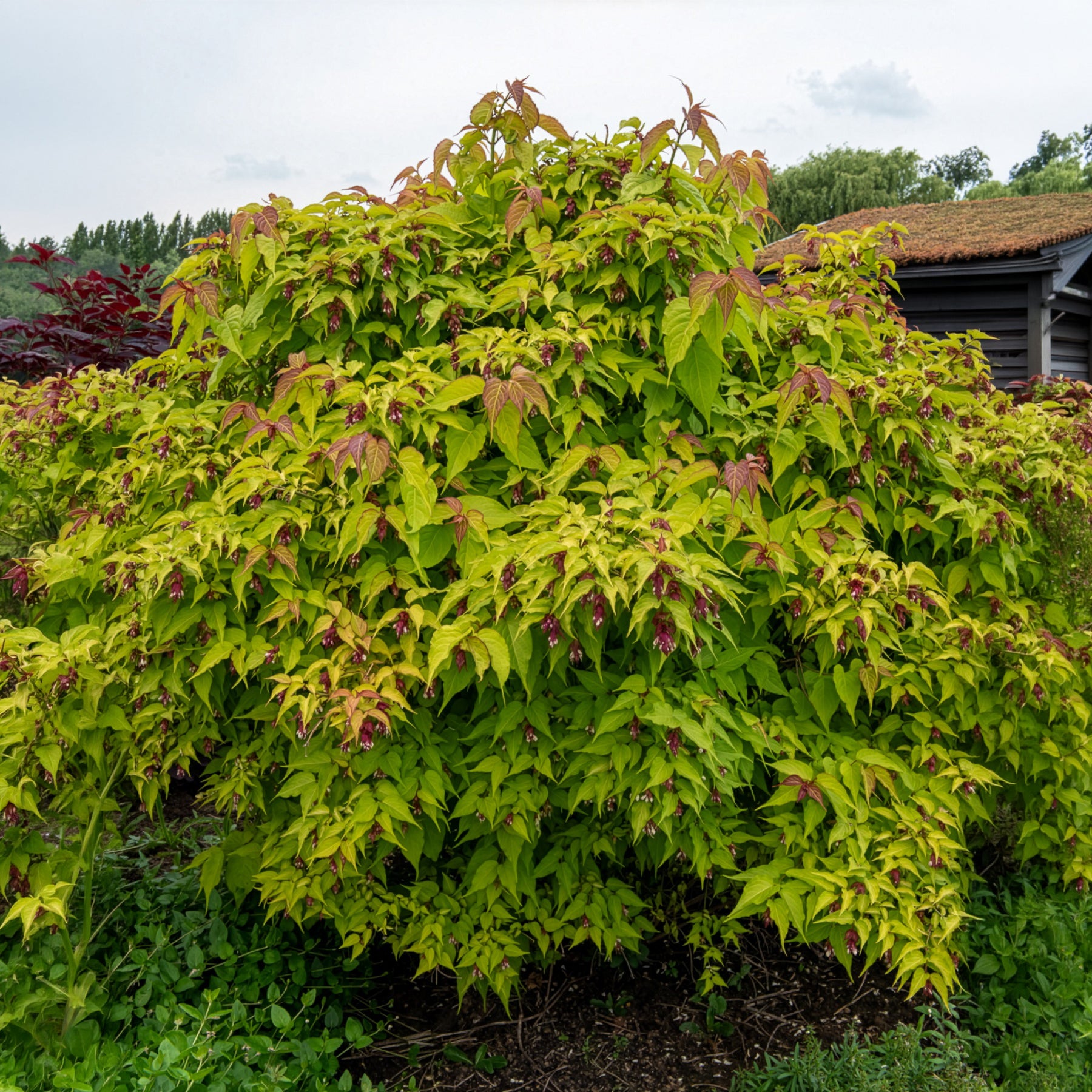 Arbustes à fleurs - Arbre aux faisans Golden Lanterns - Leycesteria formosa Golden Lanterns