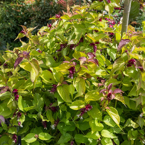 Vente Arbre aux faisans Golden Lanterns - Leycesteria formosa Golden Lanterns