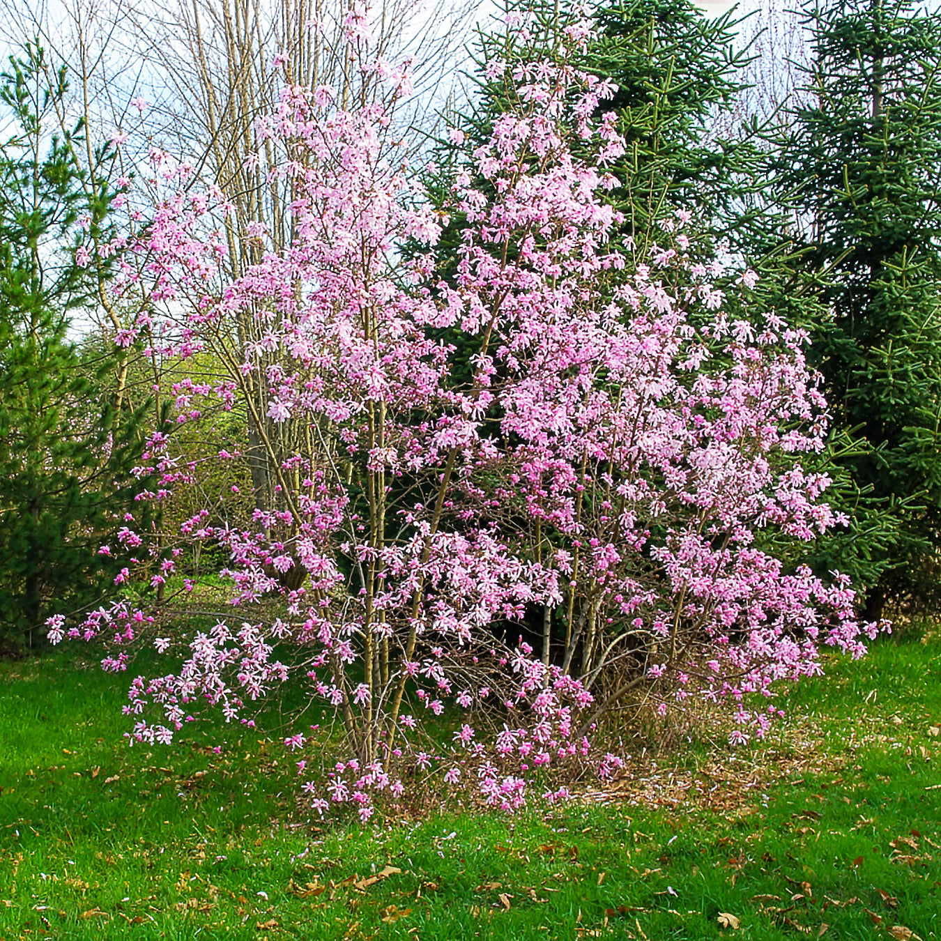 Vente Magnolia Leonard Messel - Magnolia loebneri Leonard Messel