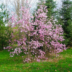 Vente Magnolia Leonard Messel - Magnolia loebneri Leonard Messel