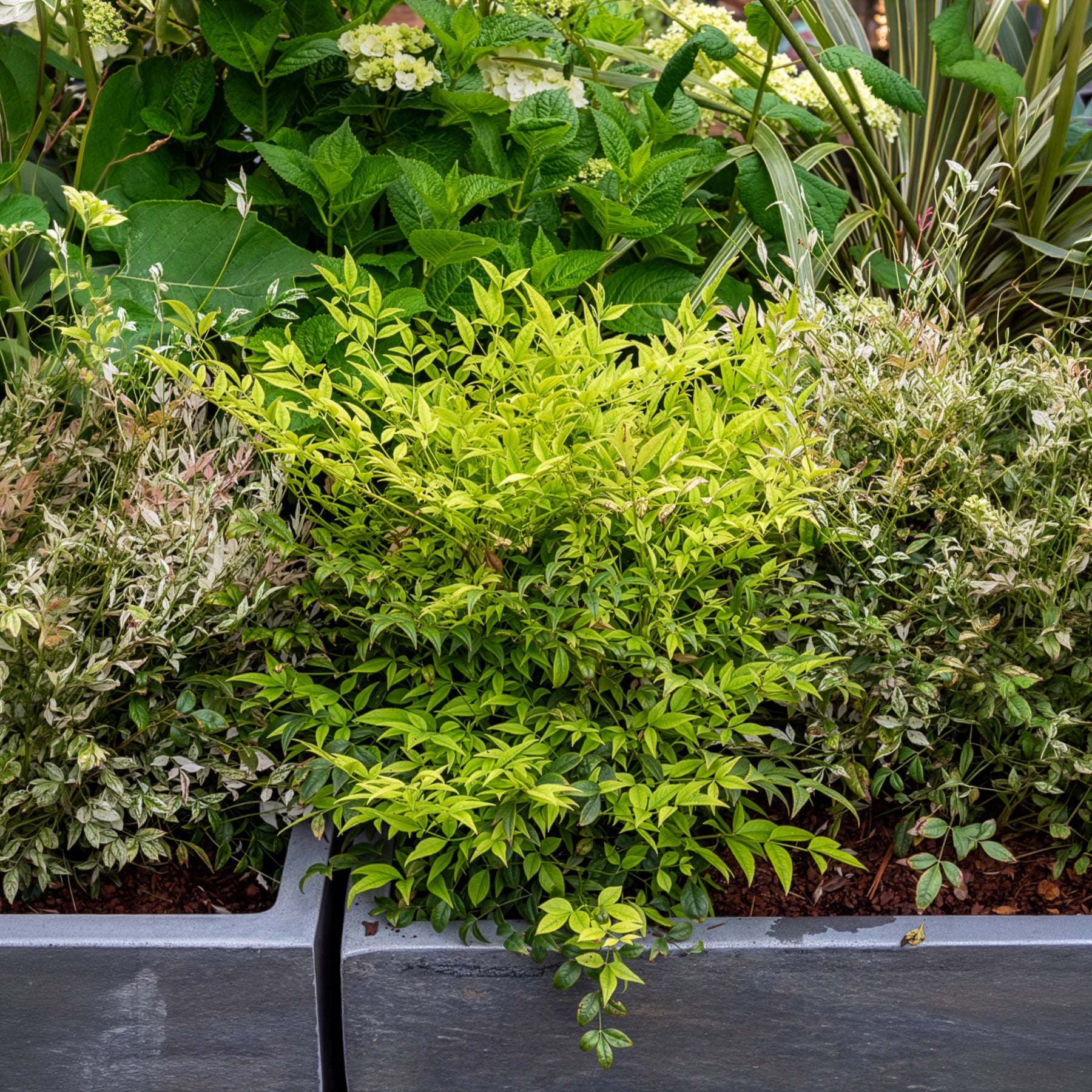 Nandina domestica Magical Lemon Lime Tc - Bambou sacré Magical Lemon Lime - Aulne