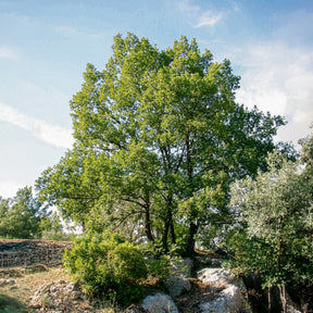 Vente Chêne pubescent - Quercus pubescens